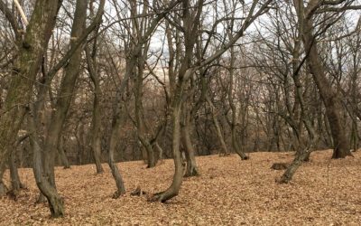 Hoia Baciu – Voted one of the most haunted forests in the world